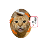 我が家にゃん3（個別スタンプ：1）