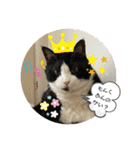 我が家にゃん3（個別スタンプ：2）
