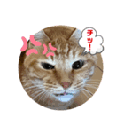 我が家にゃん3（個別スタンプ：3）