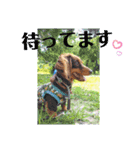 ウォーターリリーのダックス 1ありがとう（個別スタンプ：5）