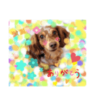 ウォーターリリーのダックス 1ありがとう（個別スタンプ：6）