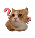 小鉄とオレオの日常（個別スタンプ：6）