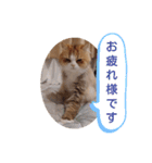 小鉄とオレオの日常（個別スタンプ：7）