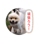 小鉄とオレオの日常（個別スタンプ：16）