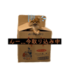 相棒ポン太(ポメラニアン)の日常3rd✩.*˚（個別スタンプ：2）
