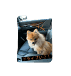 相棒ポン太(ポメラニアン)の日常3rd✩.*˚（個別スタンプ：4）