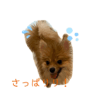 相棒ポン太(ポメラニアン)の日常3rd✩.*˚（個別スタンプ：5）
