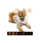 相棒ポン太(ポメラニアン)の日常3rd✩.*˚（個別スタンプ：7）