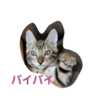 ベンガル猫のティグ3♥（個別スタンプ：1）