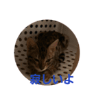 ベンガル猫のティグ3♥（個別スタンプ：4）