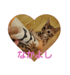 ベンガル猫のティグ3♥（個別スタンプ：6）