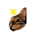 ベンガル猫のティグ3♥（個別スタンプ：7）