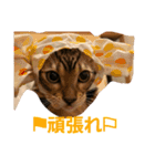 ベンガル猫のティグ3♥（個別スタンプ：15）
