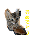 ベンガル猫のティグ3♥（個別スタンプ：16）