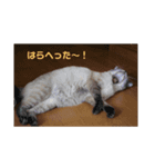 ぷりんすの日常（個別スタンプ：4）