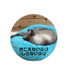 ぷりんすの日常（個別スタンプ：5）