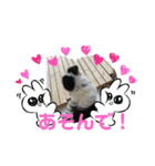 ケロレオ11（個別スタンプ：1）