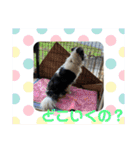 ケロレオ11（個別スタンプ：17）