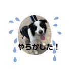 ケロレオ11（個別スタンプ：21）