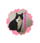 我が家にゃん5（個別スタンプ：1）