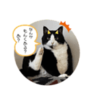 我が家にゃん5（個別スタンプ：3）