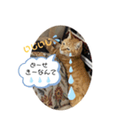 我が家にゃん5（個別スタンプ：6）