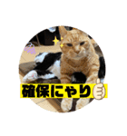 我が家にゃん5（個別スタンプ：7）
