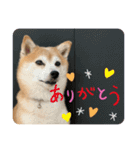 豆柴くぅ2（個別スタンプ：4）