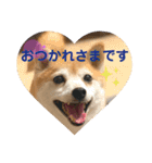 豆柴くぅ2（個別スタンプ：5）