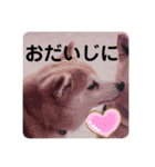 豆柴くぅ2（個別スタンプ：7）