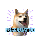 豆柴くぅ2（個別スタンプ：12）