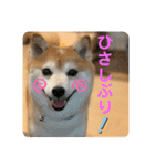 豆柴くぅ2（個別スタンプ：13）