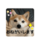 豆柴くぅ2（個別スタンプ：16）