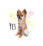 愛犬チワワのゆず（個別スタンプ：2）
