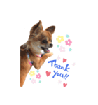 愛犬チワワのゆず（個別スタンプ：4）