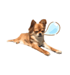愛犬チワワのゆず（個別スタンプ：5）