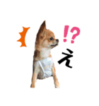 愛犬チワワのゆず（個別スタンプ：6）