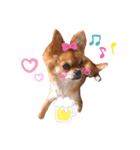 愛犬チワワのゆず（個別スタンプ：7）
