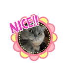 猫のプッチとみかん7（個別スタンプ：1）