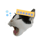 猫のプッチとみかん7（個別スタンプ：4）