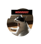 猫のプッチとみかん7（個別スタンプ：5）