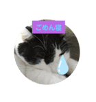 猫のプッチとみかん7（個別スタンプ：19）