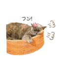 猫のプッチとみかん7（個別スタンプ：22）