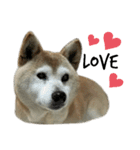 柴犬わんわん5（個別スタンプ：1）