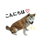 柴犬わんわん5（個別スタンプ：2）