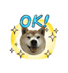 柴犬わんわん5（個別スタンプ：4）