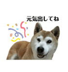 柴犬わんわん5（個別スタンプ：6）
