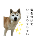 柴犬わんわん5（個別スタンプ：7）