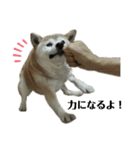 柴犬わんわん5（個別スタンプ：9）