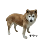 柴犬わんわん5（個別スタンプ：10）